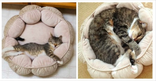 15+ Cats That Are Still Kittens At Heart