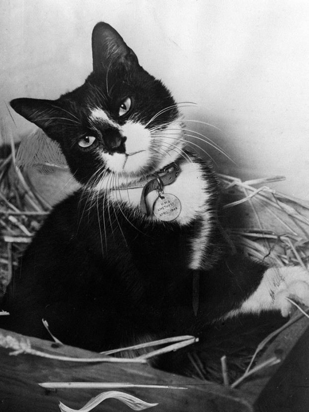 21- This incredible cat who served as an exterminator and motivator on HMS Amethyst