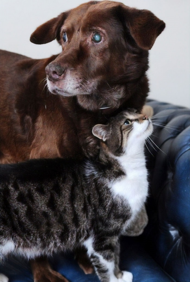 6- This cat who helps his blind Labrador friend