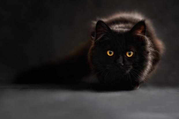 Black cats are not only one breed