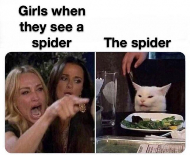 To be honest, we are terrified of spiders too!