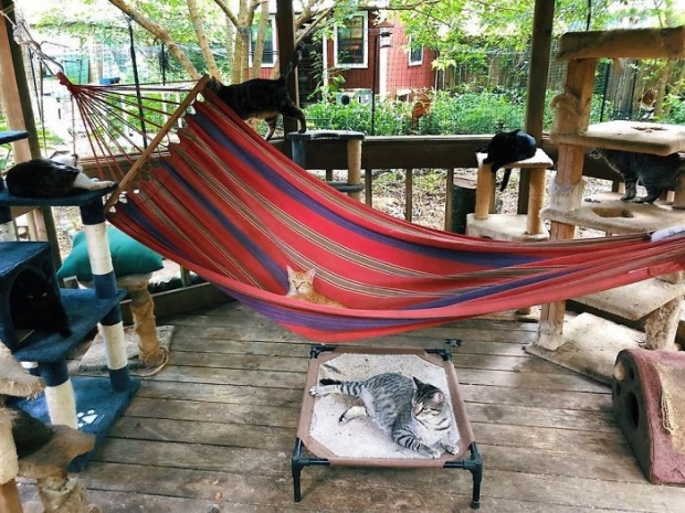 15- Your cat will definitely enjoy a hammock like this!