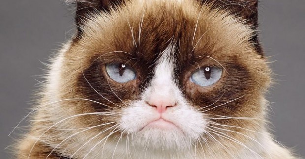 Grumpy Cat, whose true name was Tardar Sauce, was born in 2012.
