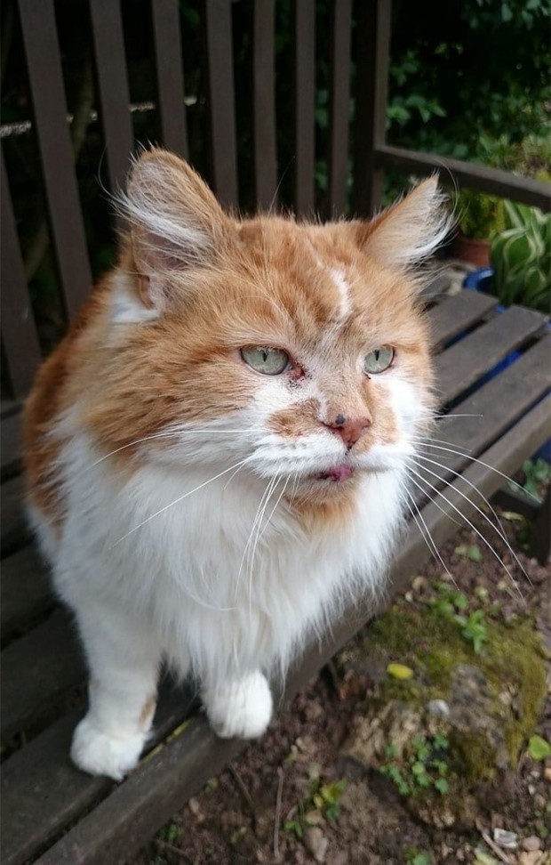 Meet Rubble, the oldest living cat in the world.