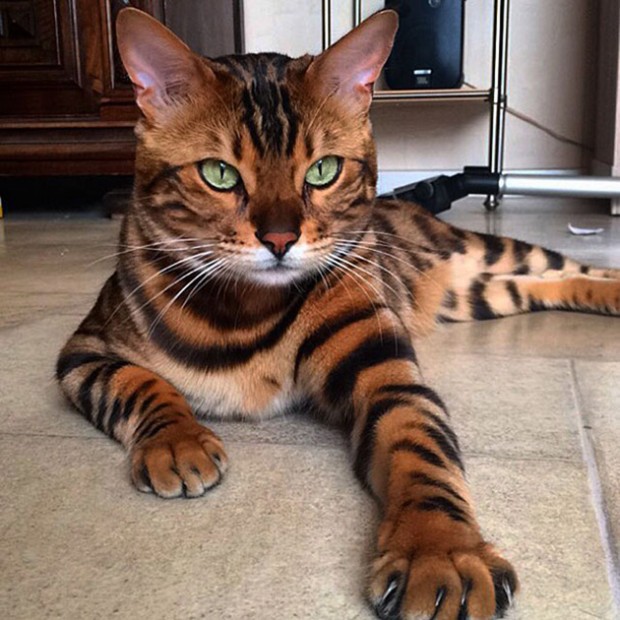 5. Bengal Cat