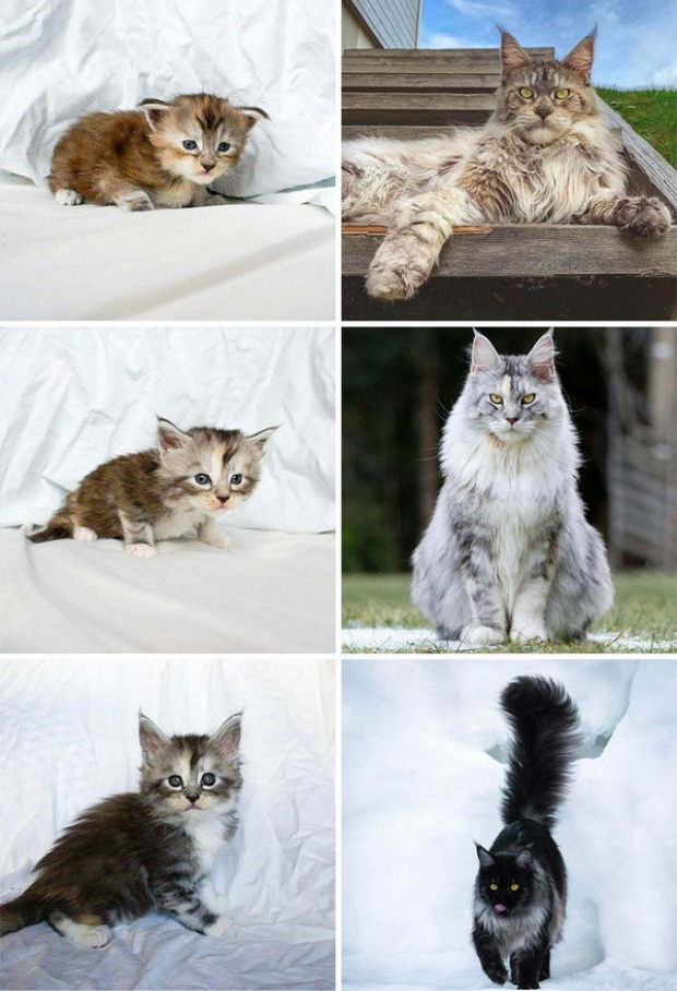Can you believe these tiny kittens grew up to be majestic felines?