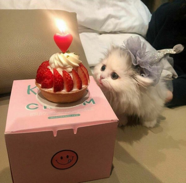 This birthday kitty looks fabulous with her cute hat!