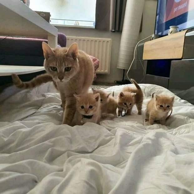 Sampson the Cat and his entire gang of kittens