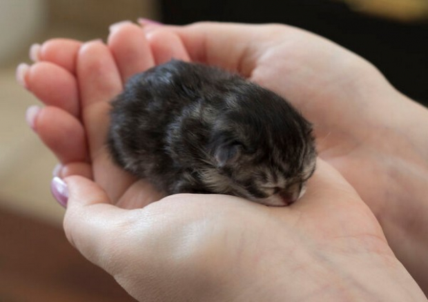 It’s totally unbelievable how tiny this kitten is!