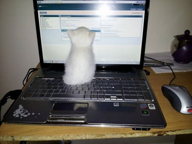 This kitten wants to be a hacker when he grows up!