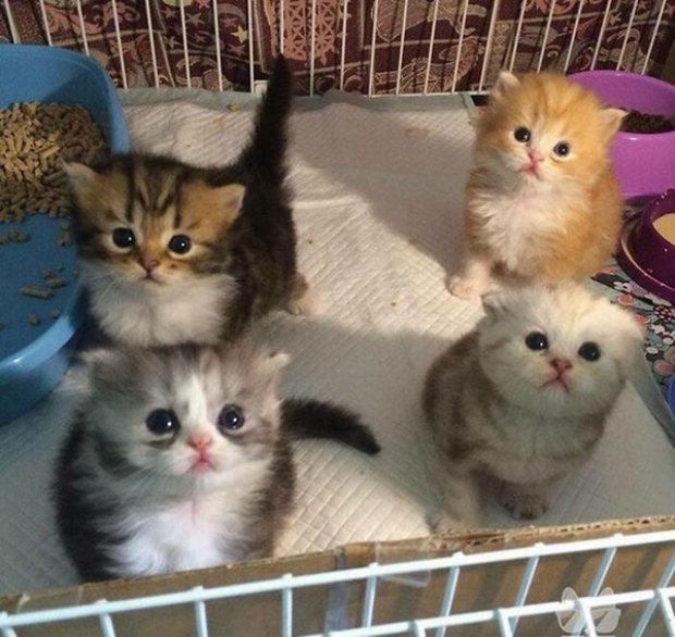 We just want to cuddle them all!