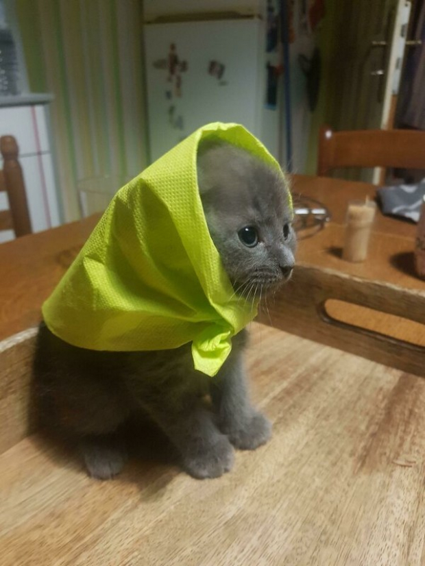 This smol kitty is absolutely rocking that headscarf, don’t you agree?