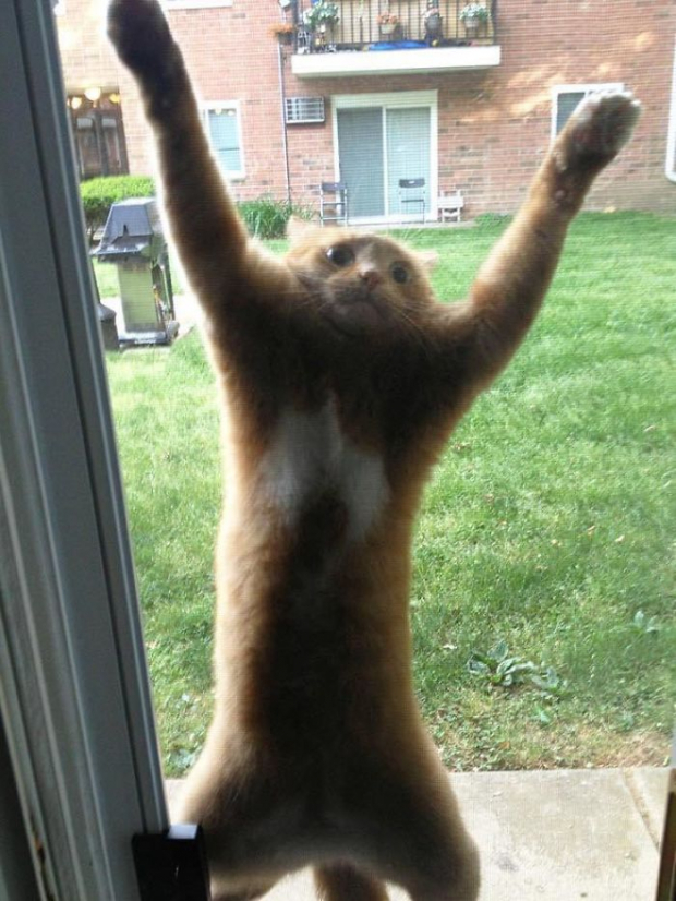 It doesn’t look like this cat is enjoying the weather outside