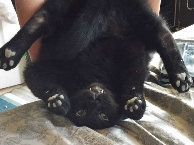 This cat is just showing off its toe beans!