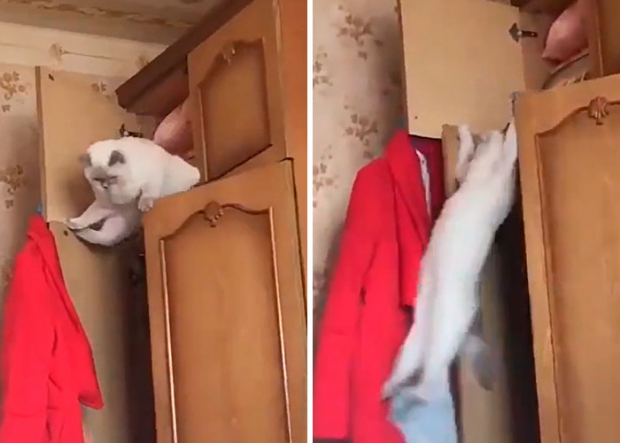 We just hope this cat learned from its mistake