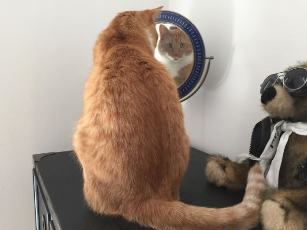 According to its owner, this cat just loves checking him out through reflections, and we’re not just talking about the mirrors here! Kind of creepy, isn’t it?