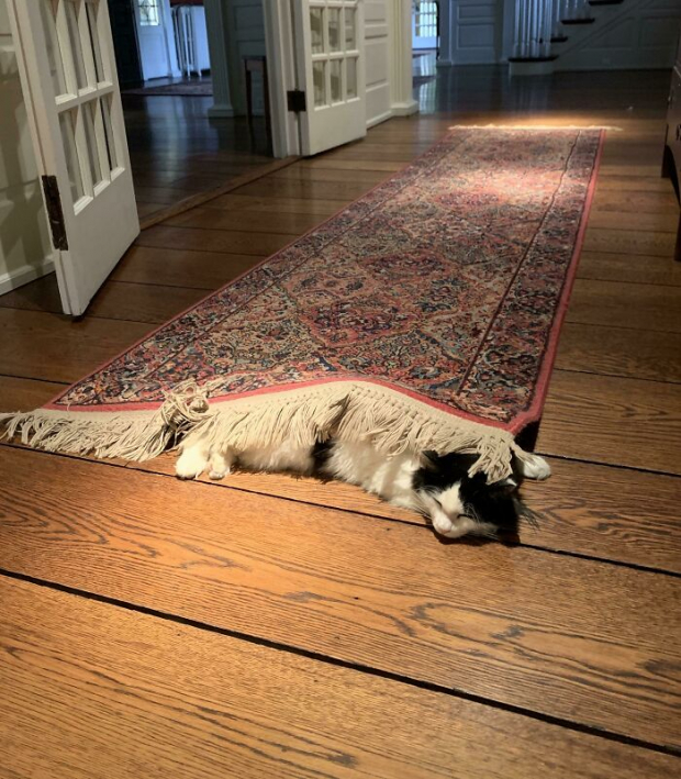 He is using this huge rug as a blanket!
