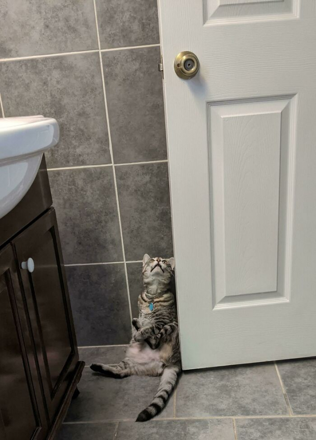 We’re not sure why our cats insist on being with us and doing weird things like this whenever we have to use the bathroom