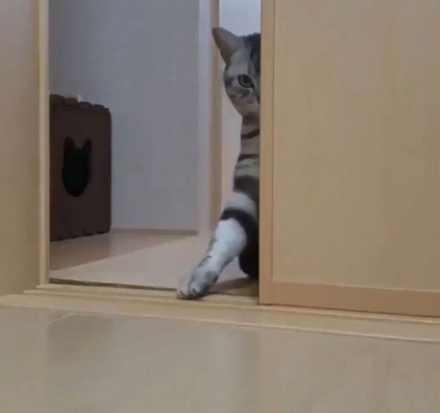 Another cat that’s spying on its owner