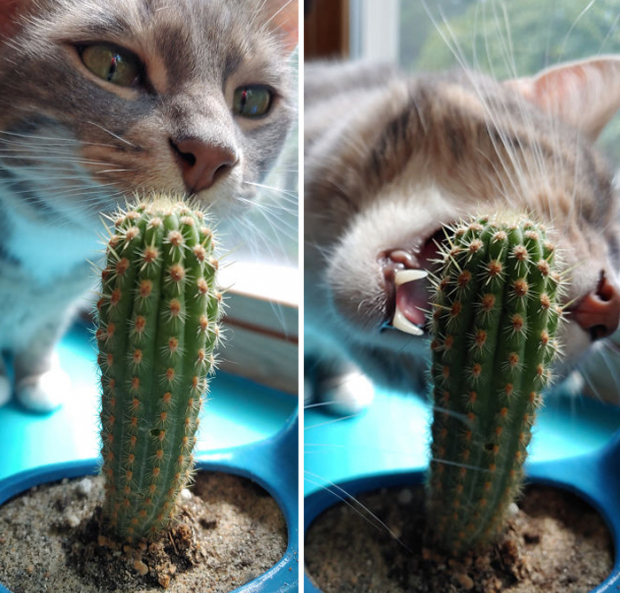 So, according to his owner, this cat named Henrik tried to eat this cactus the other day. He even went for a second attempt after the first painful one! Cats never learn from their mistakes, do the