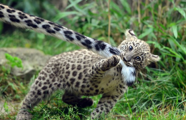 8. Mom’s tail is the best toy…
